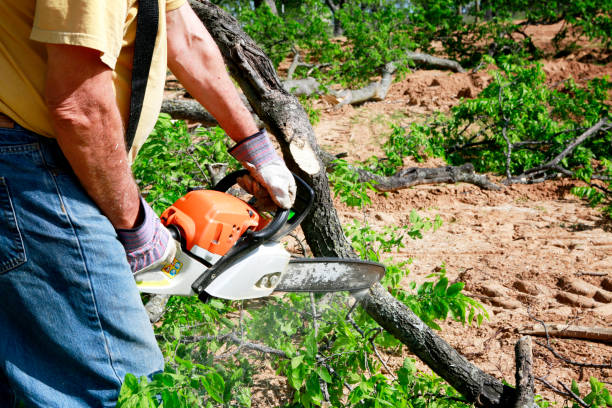 Best Tree Preservation Services  in , KS